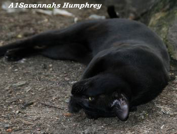 A1Savannahs Humphrey Photo: Camilla Hesby Johnsen